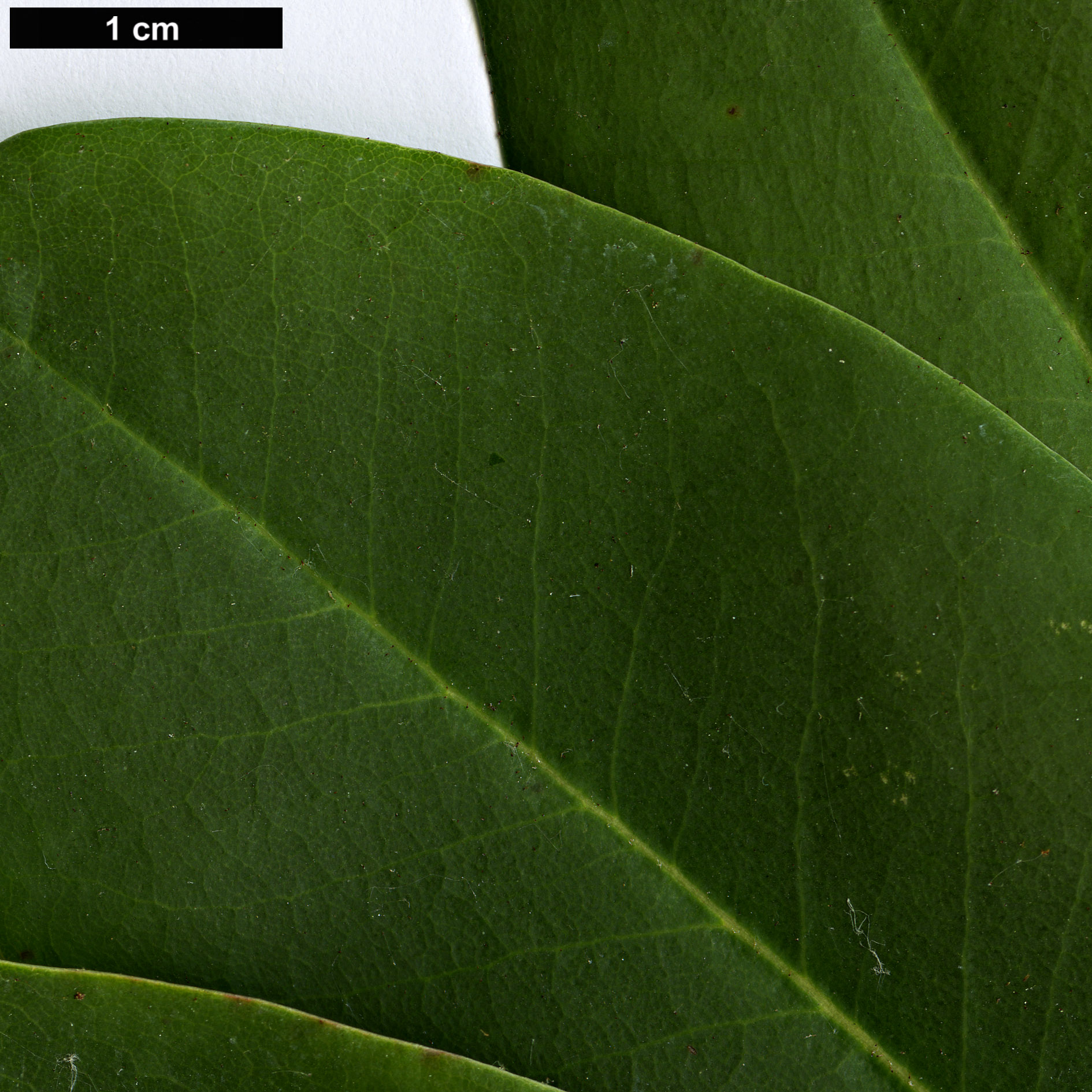 High resolution image: Family: Ericaceae - Genus: Rhododendron - Taxon: oreodoxa - SpeciesSub: var. fargesii High resolution image: Family: Ericaceae - Genus: Rhododendron - Taxon: oreodoxa - SpeciesSub: var. fargesii